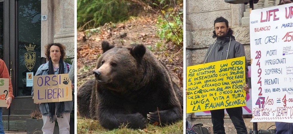 “L’Ispra ha dato il via libera alla cattura dell’orso Mj5” ma la Provincia smentisce